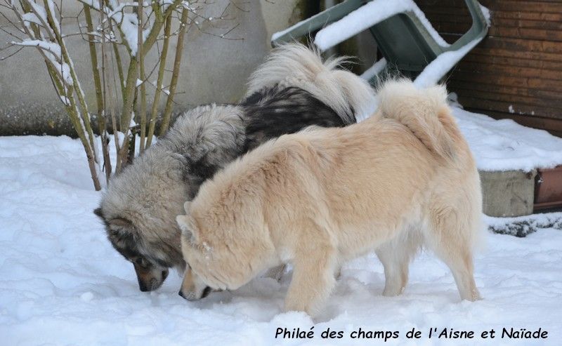 Philaé des champs de l'Aisne