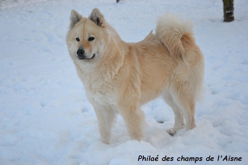 Philaé des champs de l'Aisne