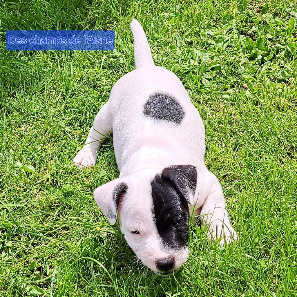 chiot Jack Russell Terrier des champs de l'Aisne