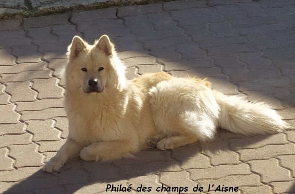 Philaé des champs de l'Aisne