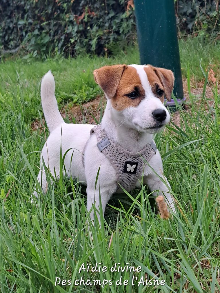 Aïdie divine des champs de l'Aisne