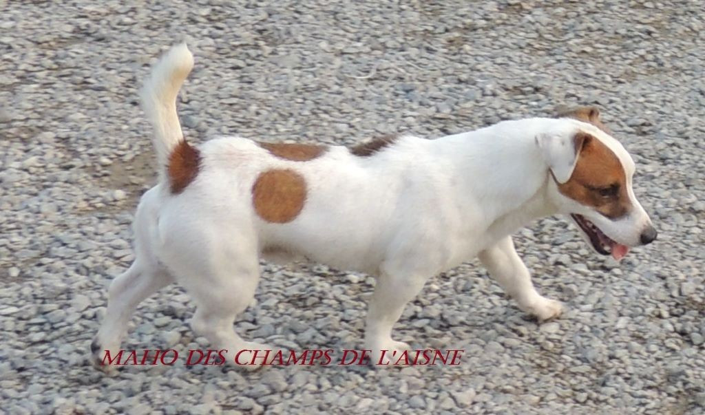 Maho des champs de l'Aisne
