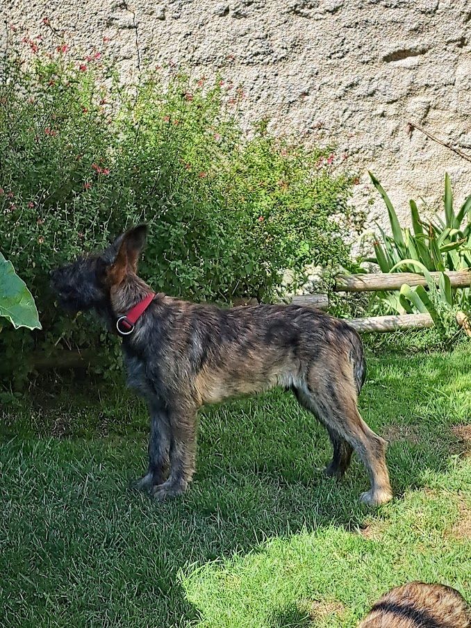 1 magnifique mâle bringé disponible.