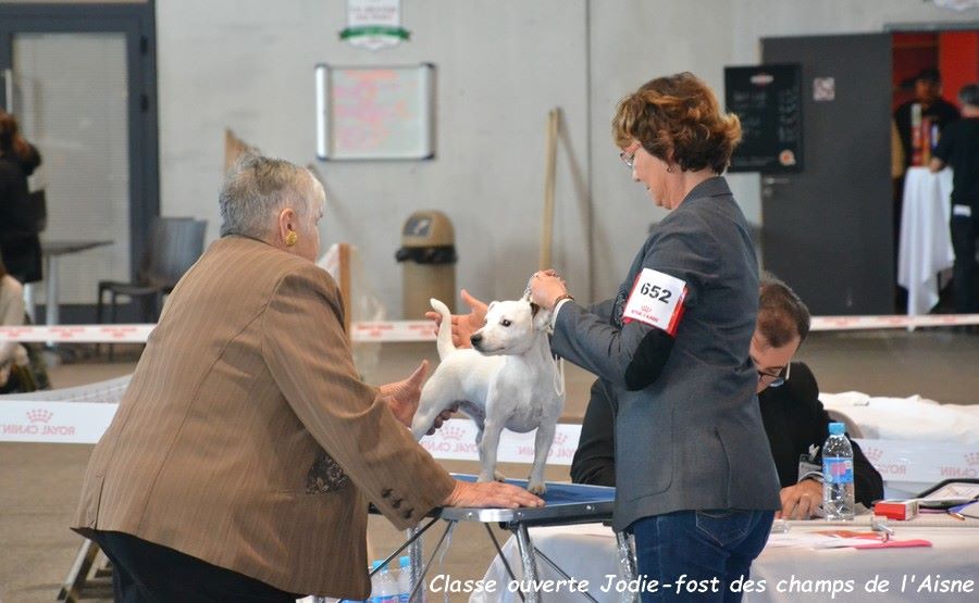 Spéciale de race à Metz le 4 novembre 2017