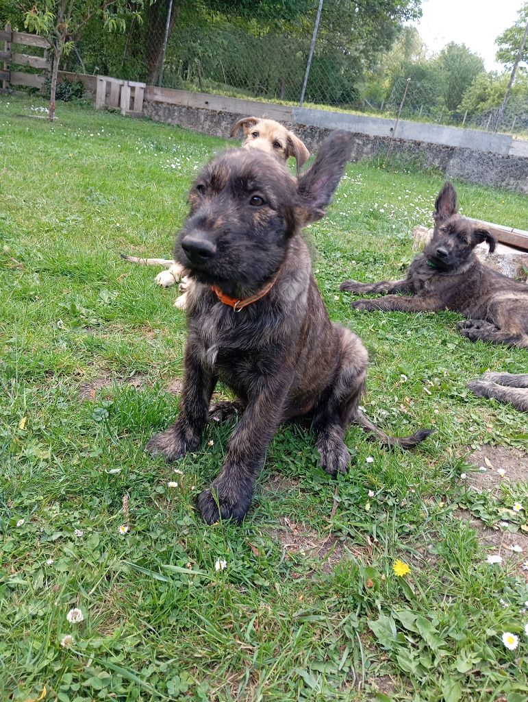 des champs de l'Aisne - Chiots disponibles - Berger de Picardie