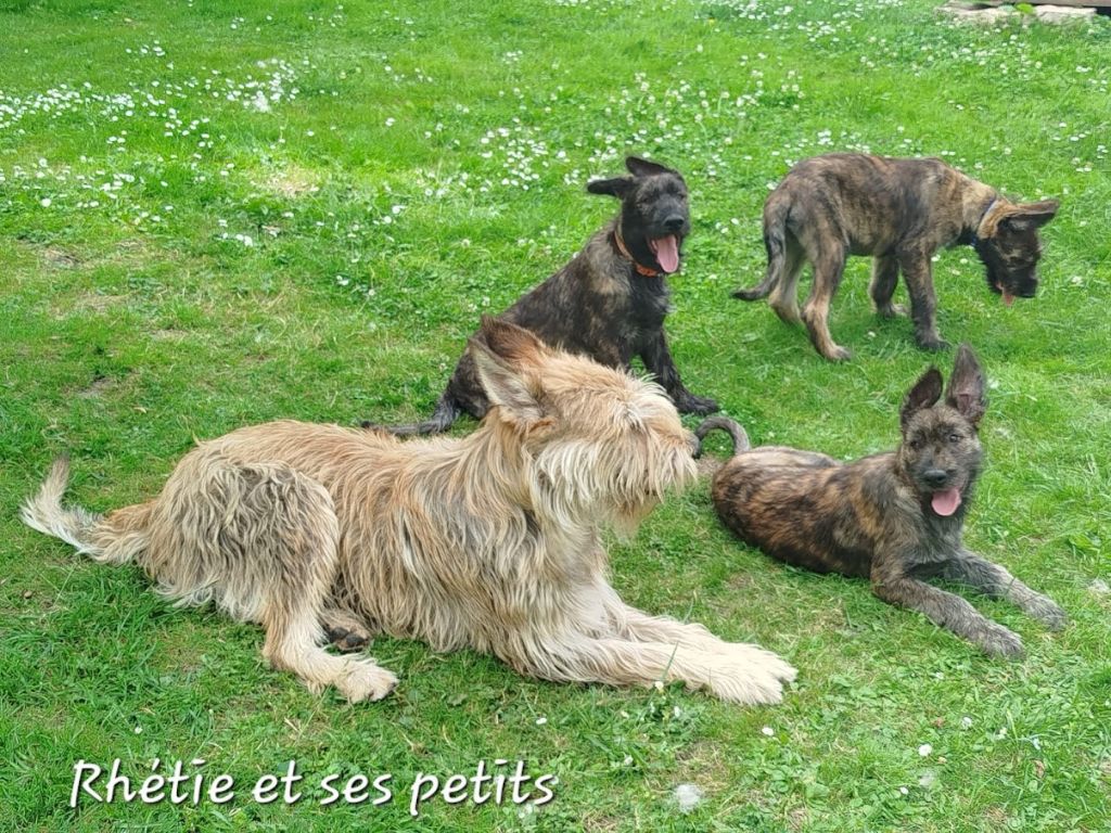 des champs de l'Aisne - Berger de Picardie - Portée née le 18/03/2025