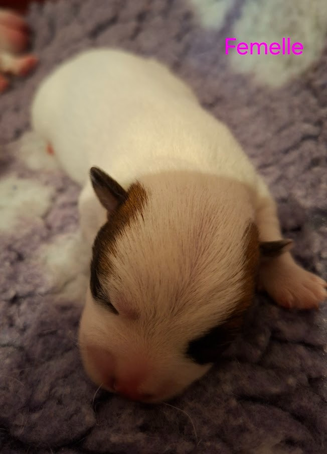 des champs de l'Aisne - Chiots disponibles - Jack Russell Terrier