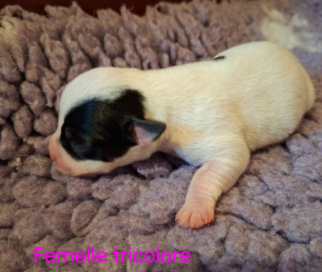 des champs de l'Aisne - Chiots disponibles - Jack Russell Terrier