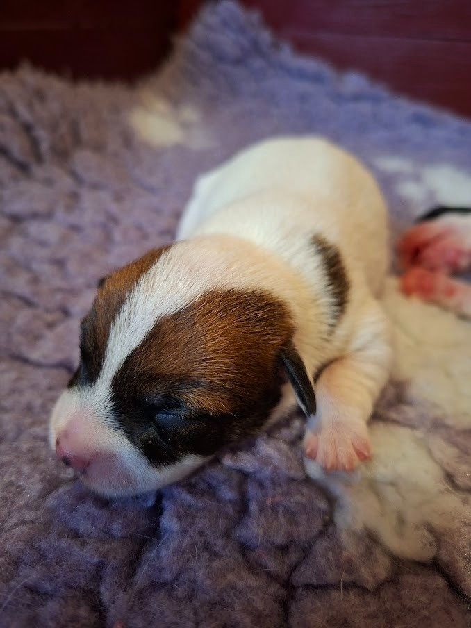 des champs de l'Aisne - Chiots disponibles - Jack Russell Terrier