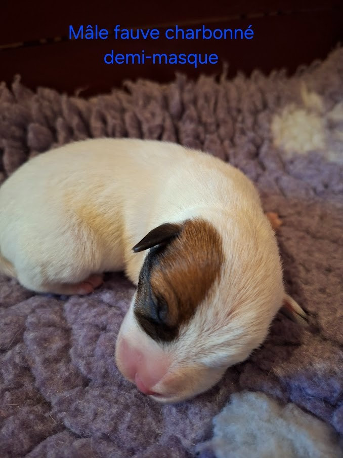 des champs de l'Aisne - Chiots disponibles - Jack Russell Terrier