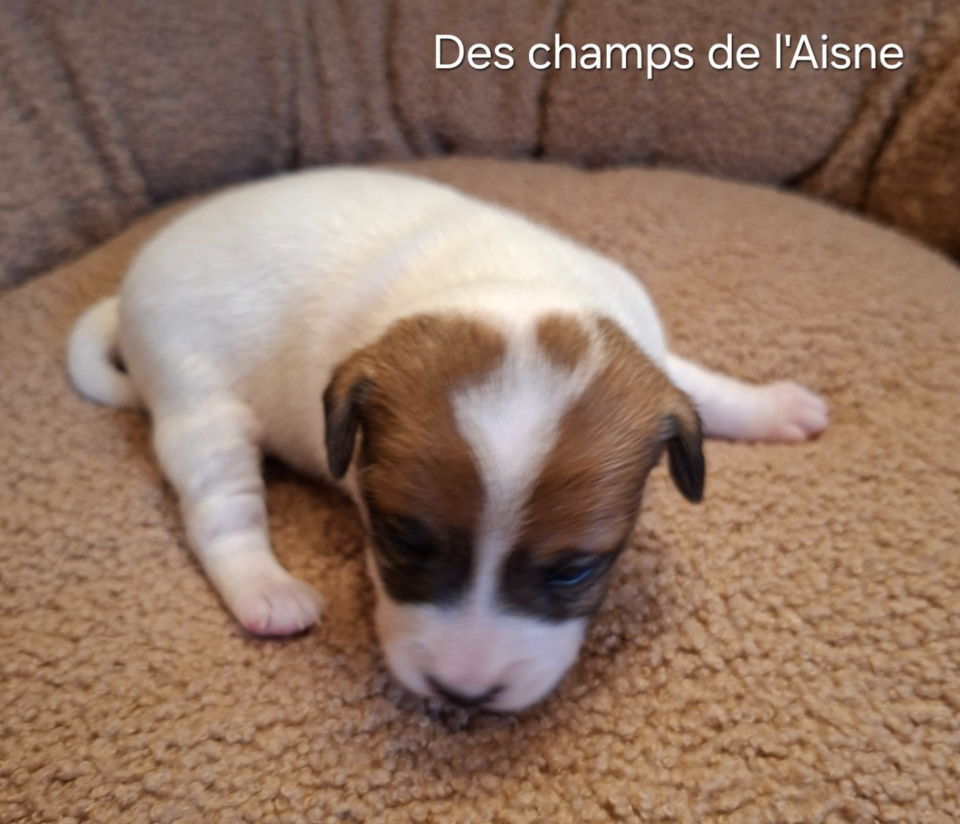 des champs de l'Aisne - Chiots disponibles - Jack Russell Terrier