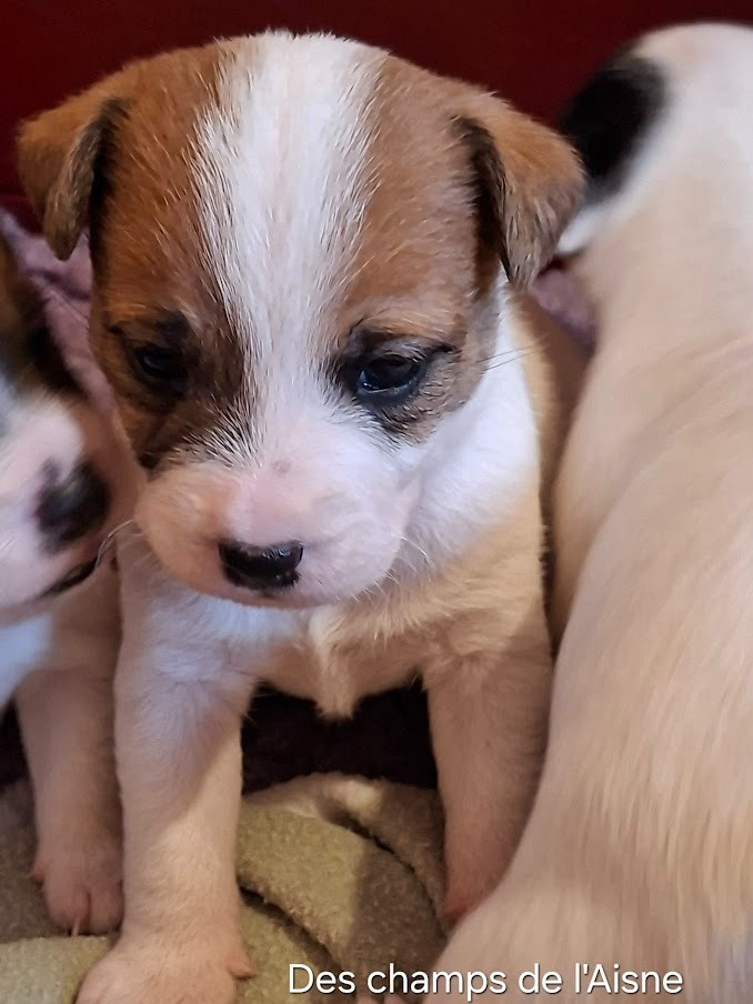 des champs de l'Aisne - Chiots disponibles - Jack Russell Terrier