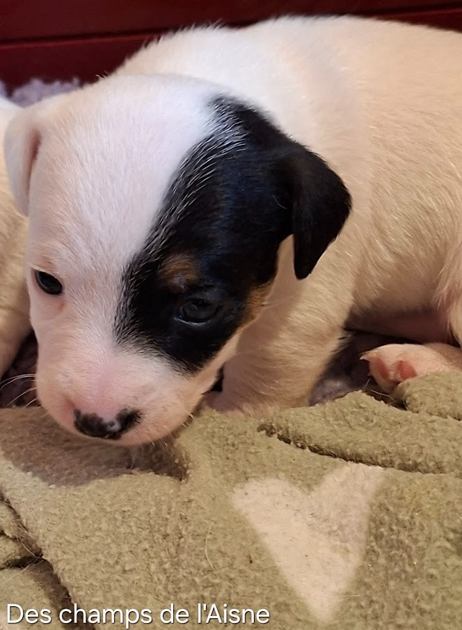 des champs de l'Aisne - Chiots disponibles - Jack Russell Terrier