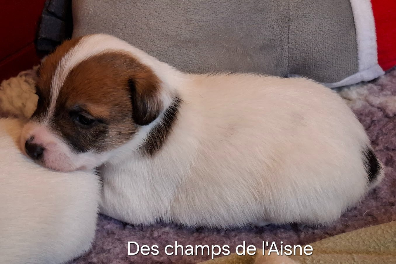 des champs de l'Aisne - Chiots disponibles - Jack Russell Terrier