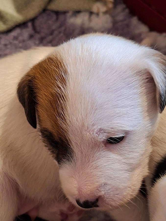 des champs de l'Aisne - Chiots disponibles - Jack Russell Terrier