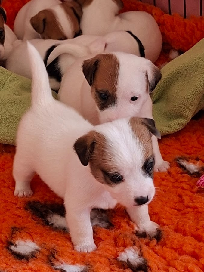 des champs de l'Aisne - Chiots disponibles - Jack Russell Terrier