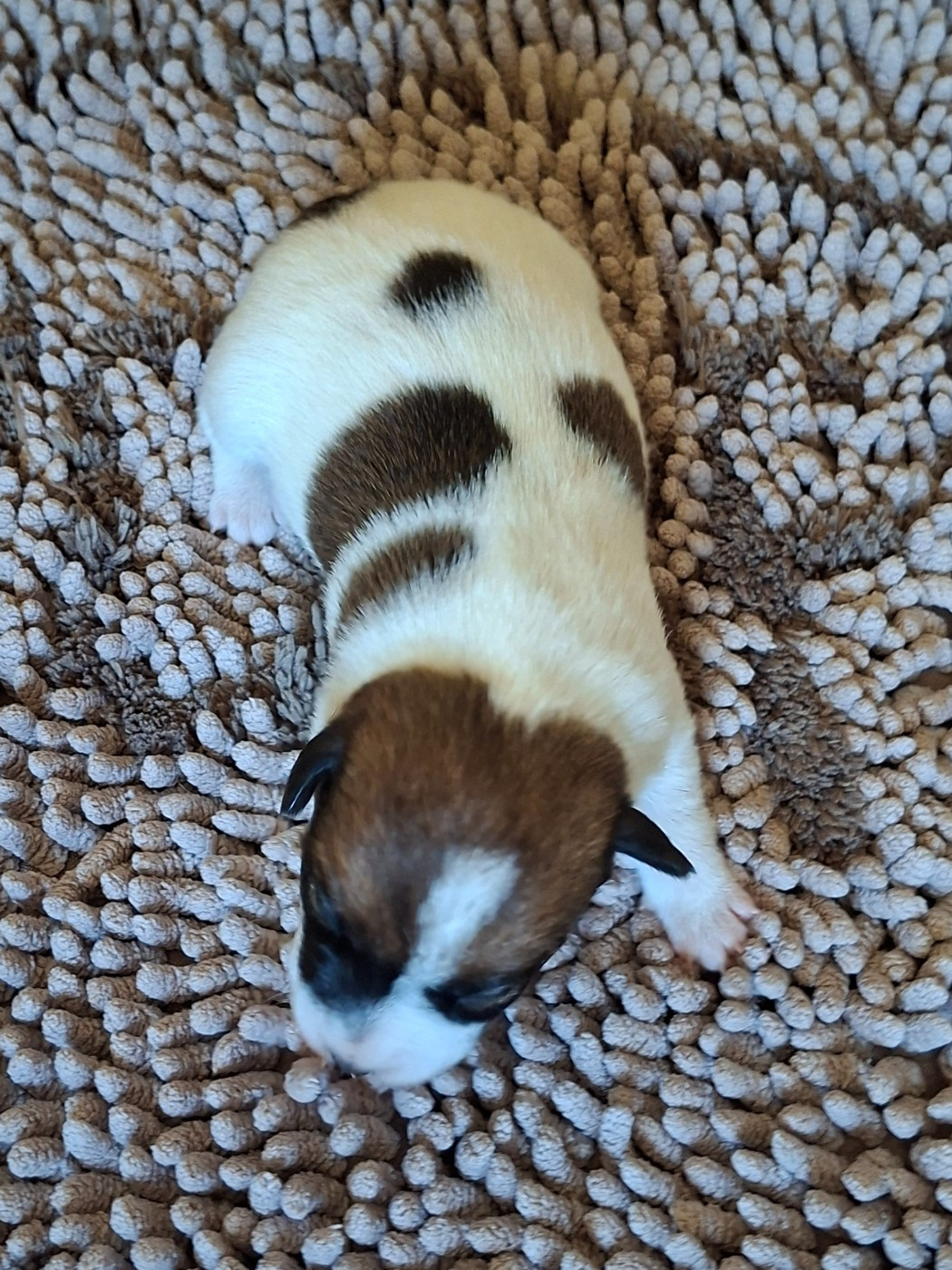 des champs de l'Aisne - Chiots disponibles - Jack Russell Terrier