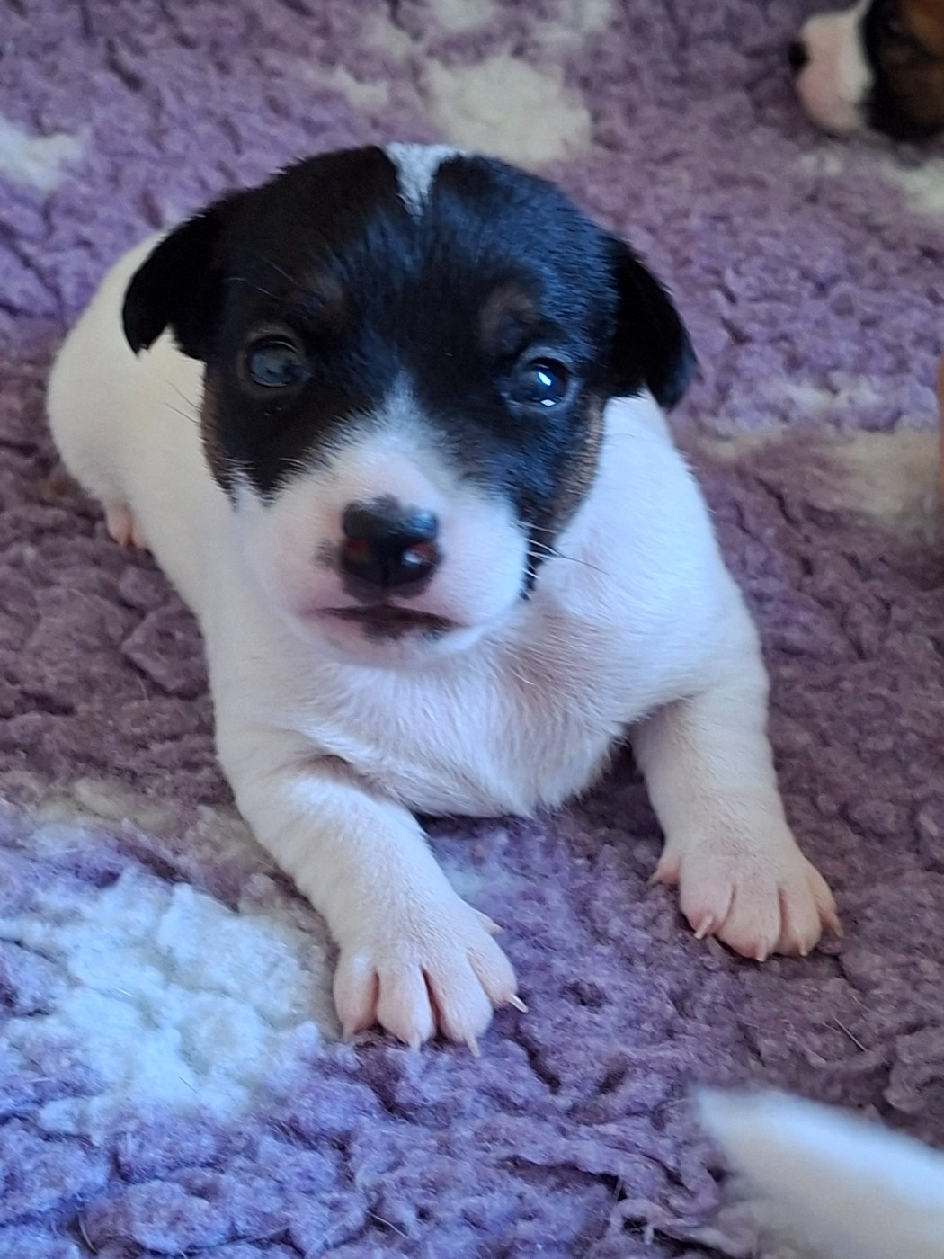 des champs de l'Aisne - Chiots disponibles - Jack Russell Terrier