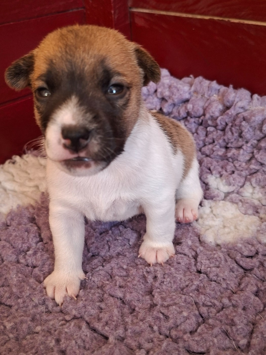des champs de l'Aisne - Chiots disponibles - Jack Russell Terrier