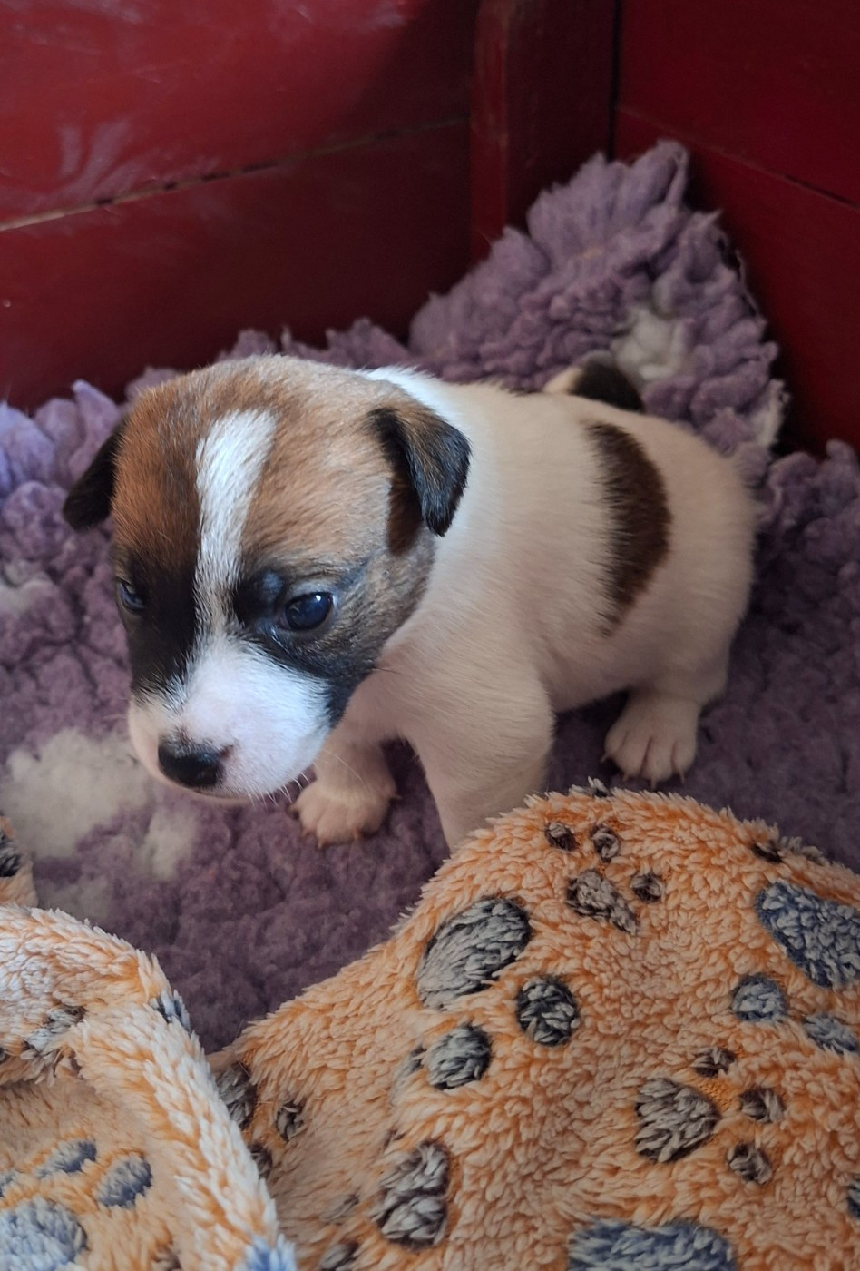 des champs de l'Aisne - Chiots disponibles - Jack Russell Terrier