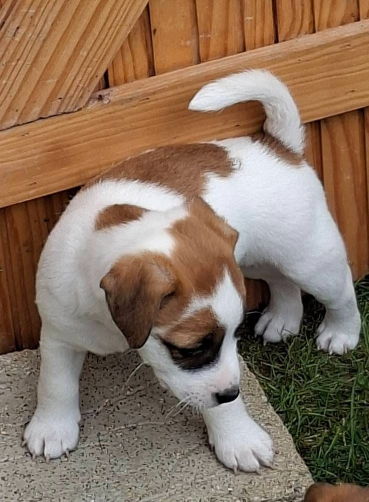 des champs de l'Aisne - Chiots disponibles - Jack Russell Terrier