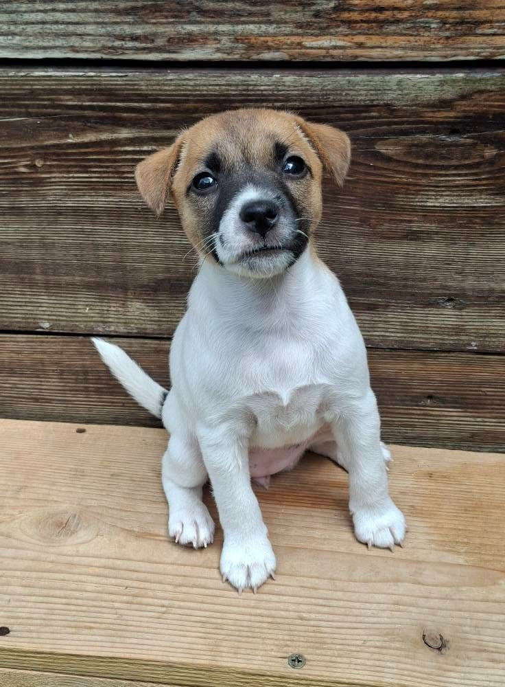 des champs de l'Aisne - Jack Russell Terrier - Portée née le 15/05/2026