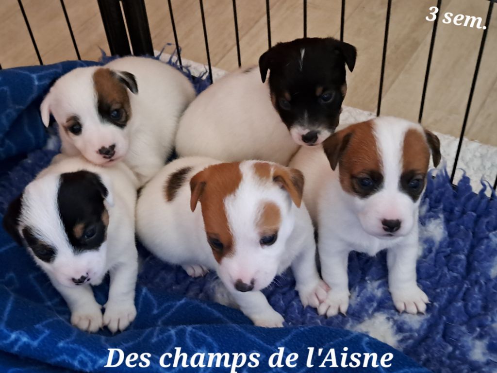 des champs de l'Aisne - Jack Russell Terrier - Portée née le 05/05/2025