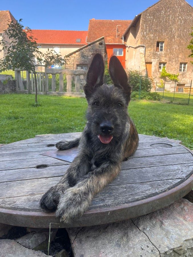 des champs de l'Aisne - Chiots disponibles - Berger de Picardie