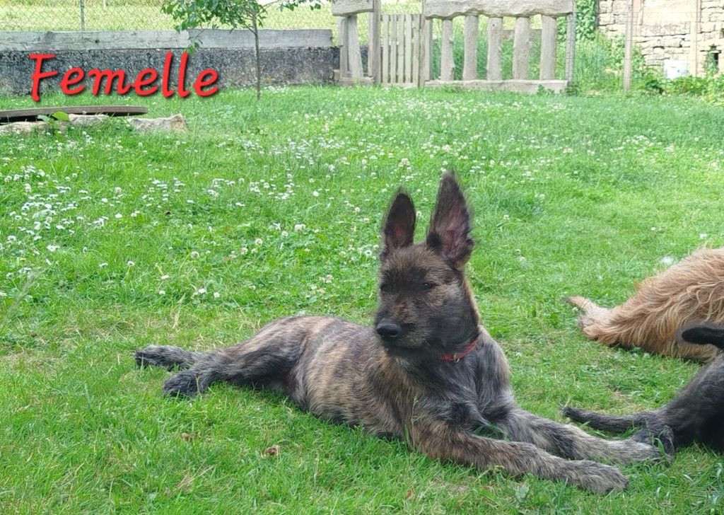 des champs de l'Aisne - Chiots disponibles - Berger de Picardie