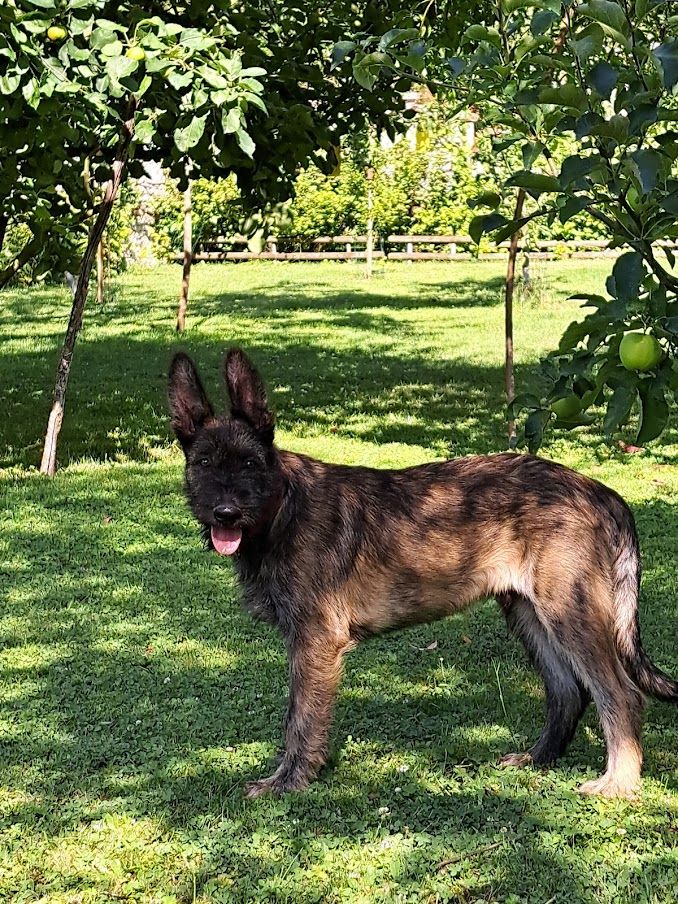 des champs de l'Aisne - Chiots disponibles - Berger de Picardie