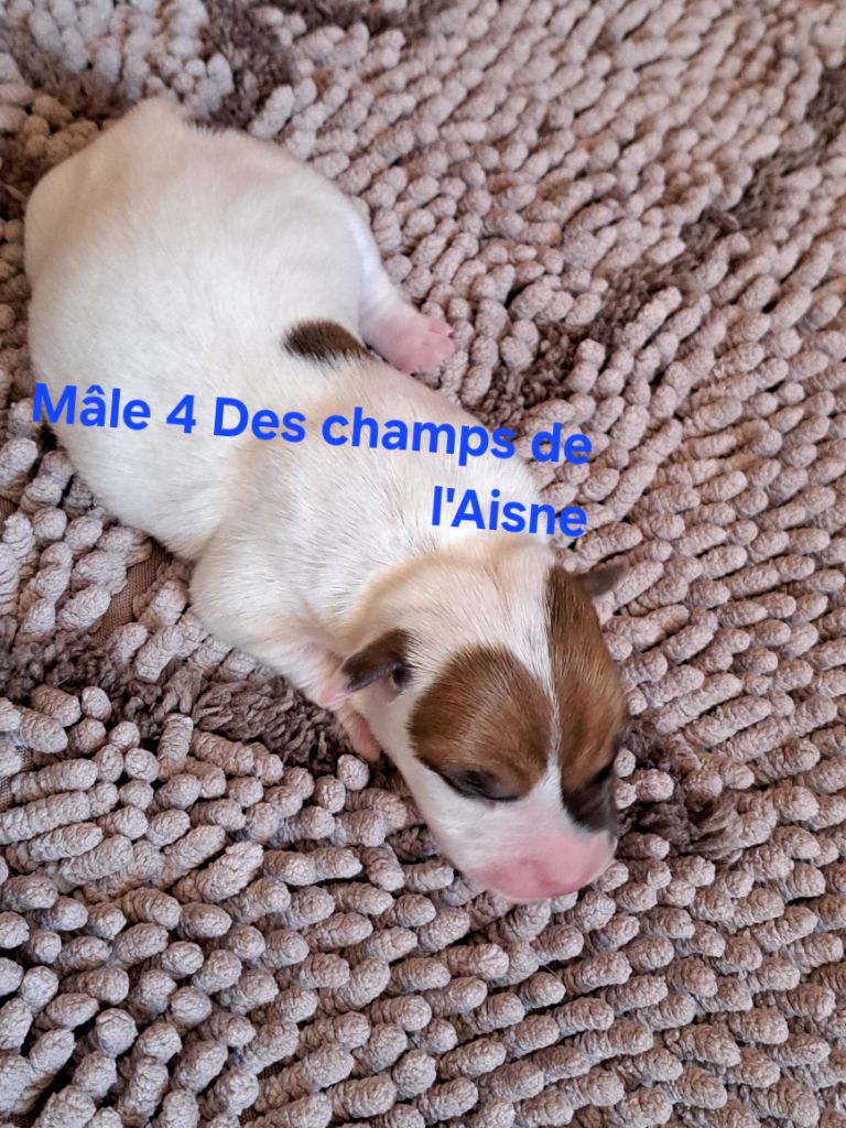 des champs de l'Aisne - Chiots disponibles - Jack Russell Terrier