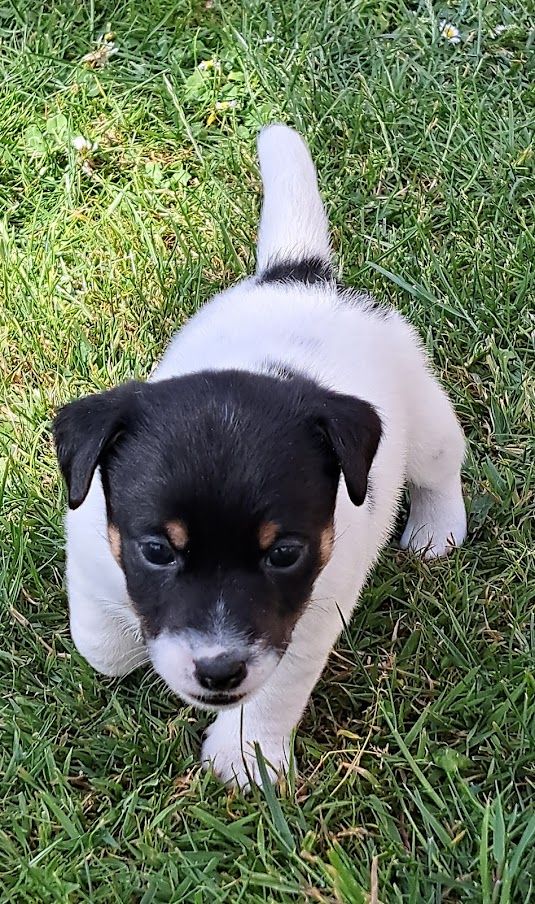 des champs de l'Aisne - Chiots disponibles - Jack Russell Terrier