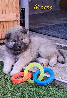 CHIOT