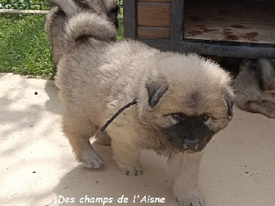 CHIOT