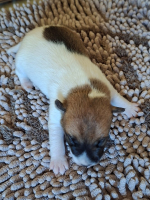 CHIOT 1