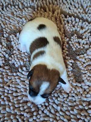 CHIOT 2