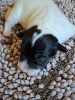 CHIOT 4