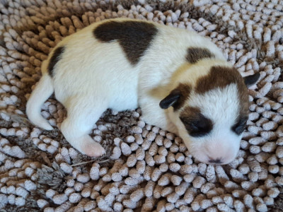 CHIOT 3