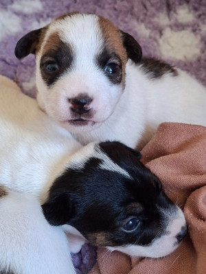 CHIOT 3