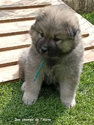 CHIOT