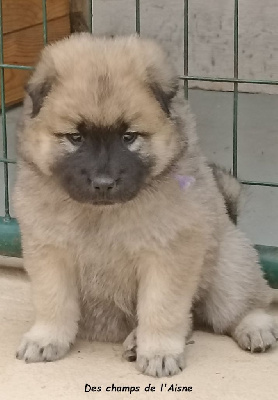 CHIOT