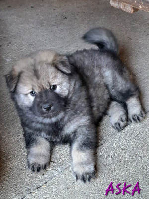 CHIOT