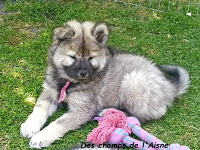 CHIOT