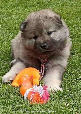 CHIOT