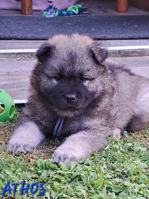CHIOT