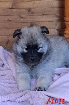 CHIOT