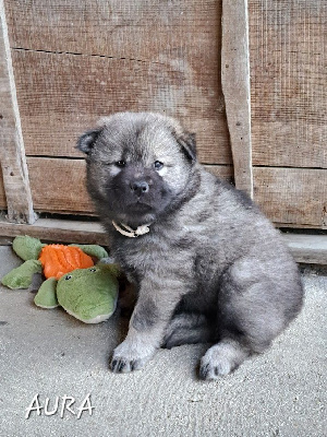 CHIOT