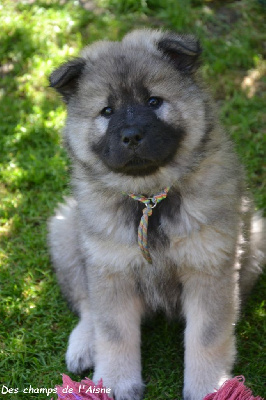 CHIOT
