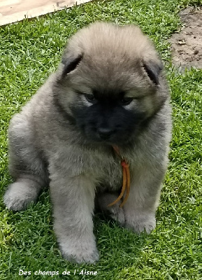 CHIOT