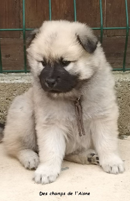 CHIOT